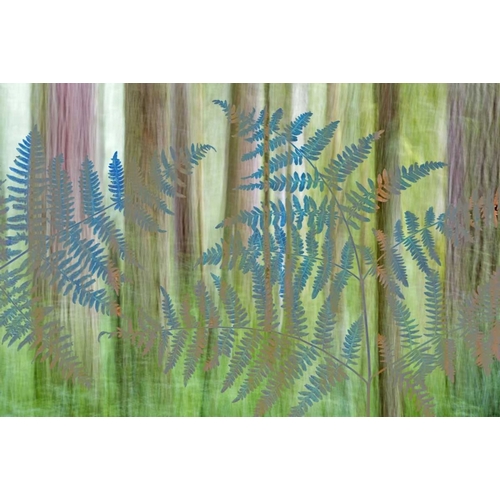 WA, Seabeck Collage of bracken ferns and forest